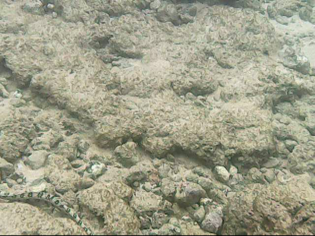 Day 11 snorkeling @ Poipu Beach- Sea snake